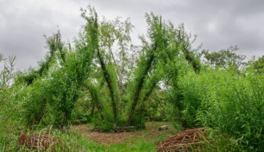 Medicinal properties of nature not to be underestimated – The Irish Times