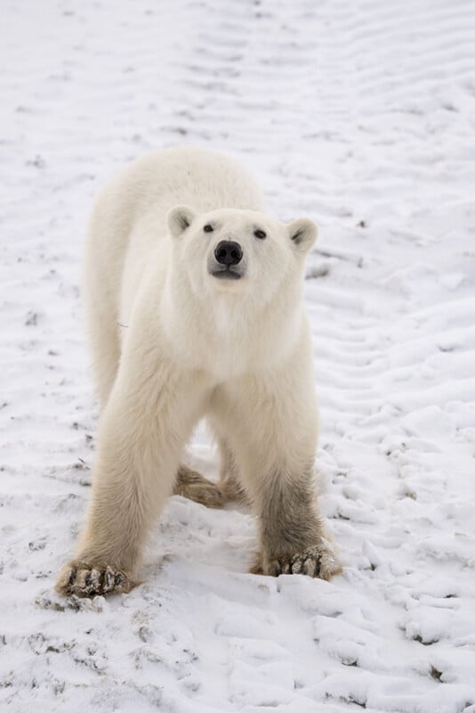 A polar bear stands on snowy ground, facing the camera with its front legs slightly apart. Its fur is clean and white, except for its paws, which appear dark and dirty from the snow.