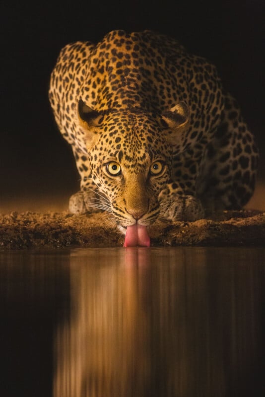 A leopard crouches at the edge of a waterhole at night, staring forward with intense eyes as it drinks, its pink tongue clearly visible and reflected in the still water.