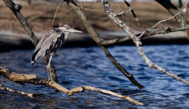 Massachusetts water resources body punts on permanently dumping sewage into Charles River