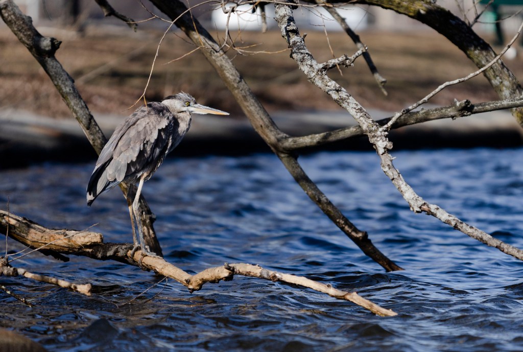 Massachusetts water resources body punts on permanently dumping sewage into Charles River