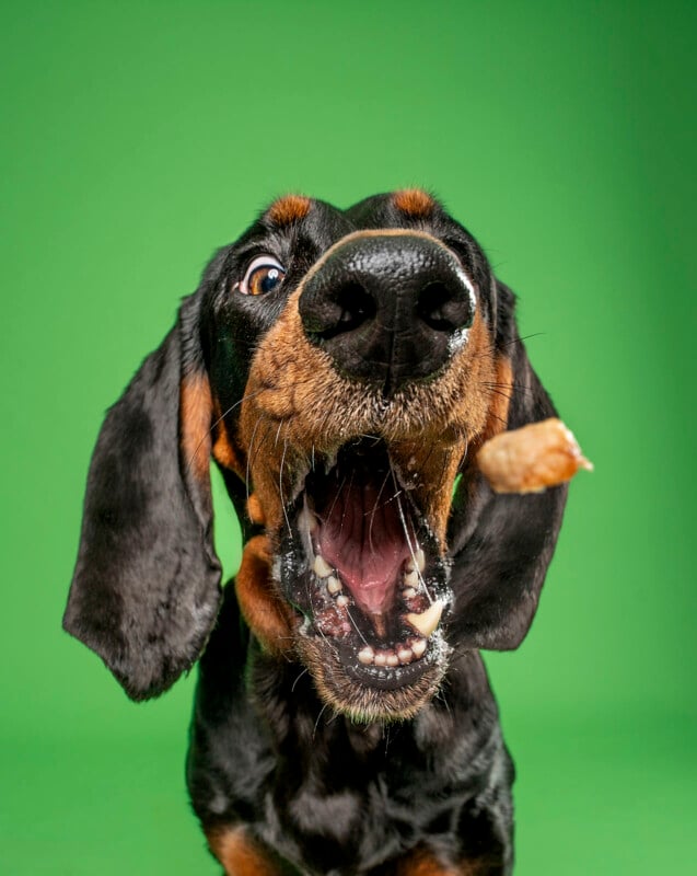 A black and brown dog with wide eyes and mouth open, eagerly catches a treat mid-air against a bright green background.