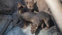 Three fossa pups were born at the San Diego Zoo in July and are now on view in the Africa Rocks area.