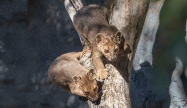 What in the world is a fossa? The San Diego Zoo now has three more – NBC 7 San Diego