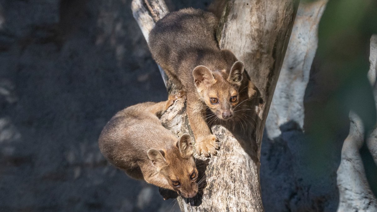 What in the world is a fossa? The San Diego Zoo now has three more – NBC 7 San Diego