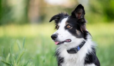 Even after the trade, study shows Luka Doncic remains among trendiest pet names in Dallas