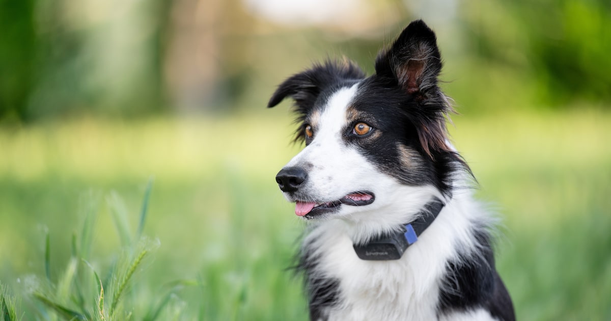 Even after the trade, study shows Luka Doncic remains among trendiest pet names in Dallas