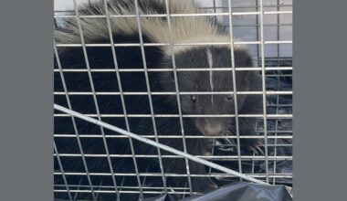 Second live skunk captured in one week