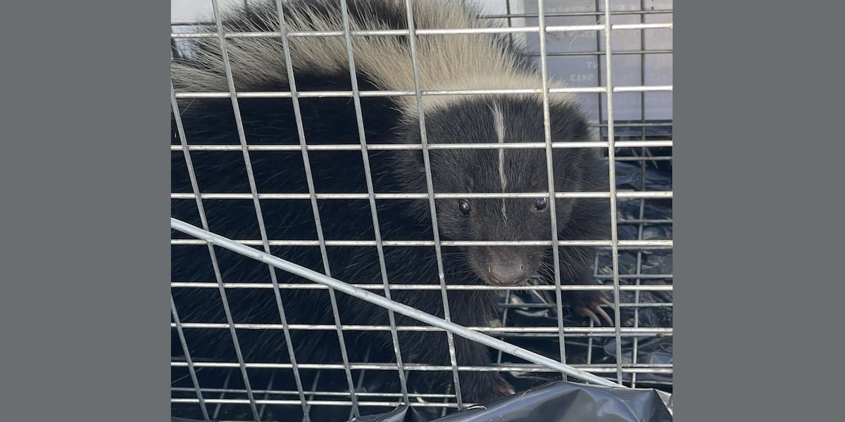 Second live skunk captured in one week