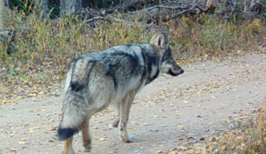 Female gray wolf dies in southwest Colorado