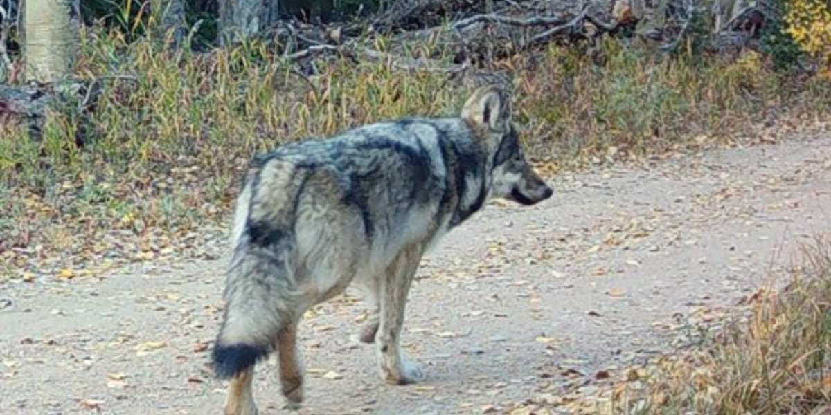 Female gray wolf dies in southwest Colorado