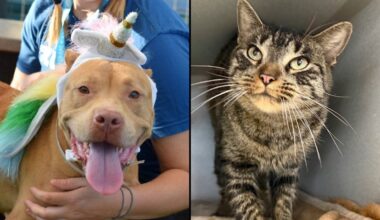 Penny and Stardust are searching for their 'fur-ever' homes