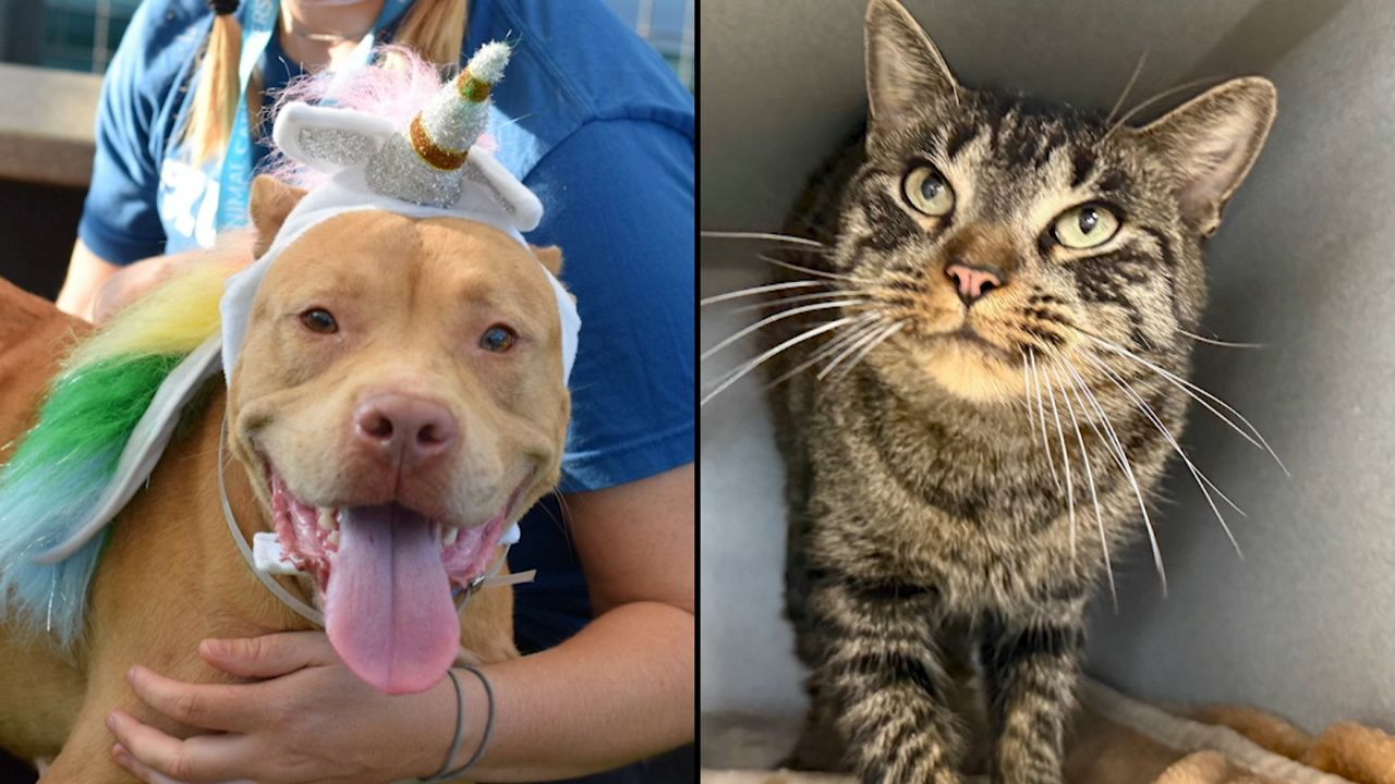 Penny and Stardust are searching for their 'fur-ever' homes