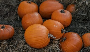 Why Colorado wildlife officials say you shouldn’t let wildlife eat your pumpkins: