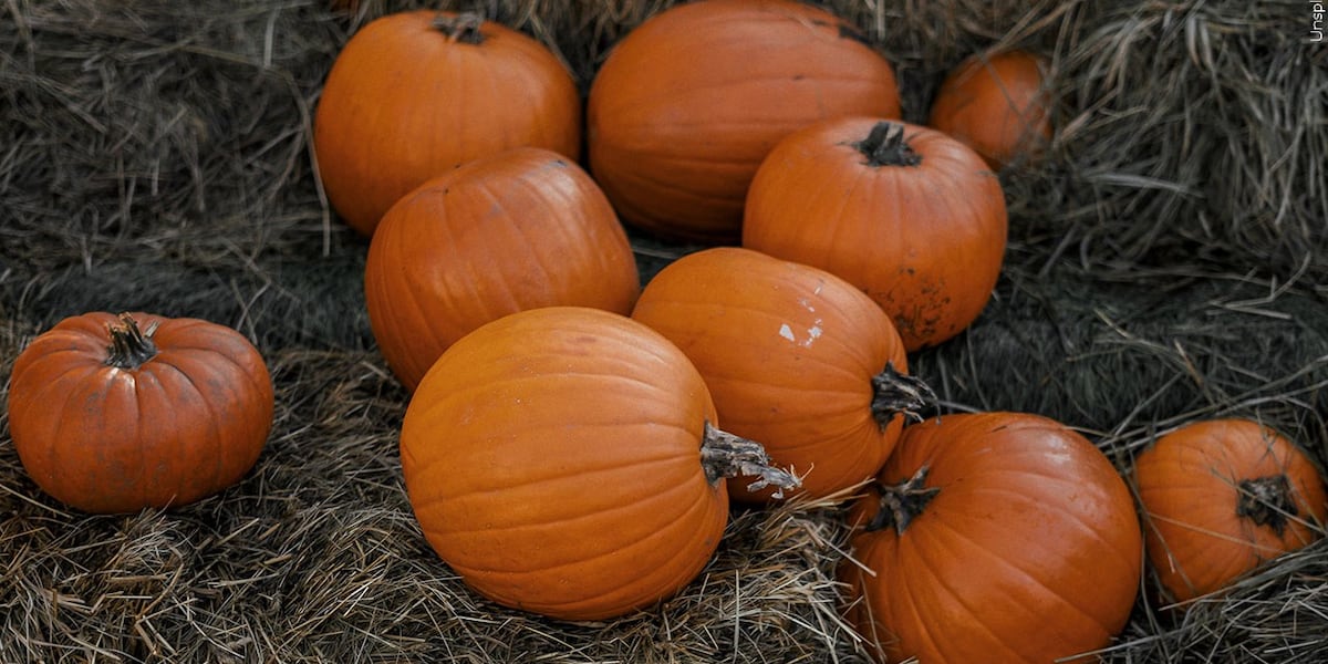 Why Colorado wildlife officials say you shouldn’t let wildlife eat your pumpkins: