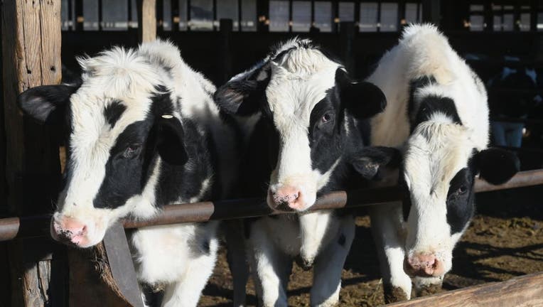 FILE - Cows are seen at Tollgate farm on January 17, 2020 in Ancramdale, New York.