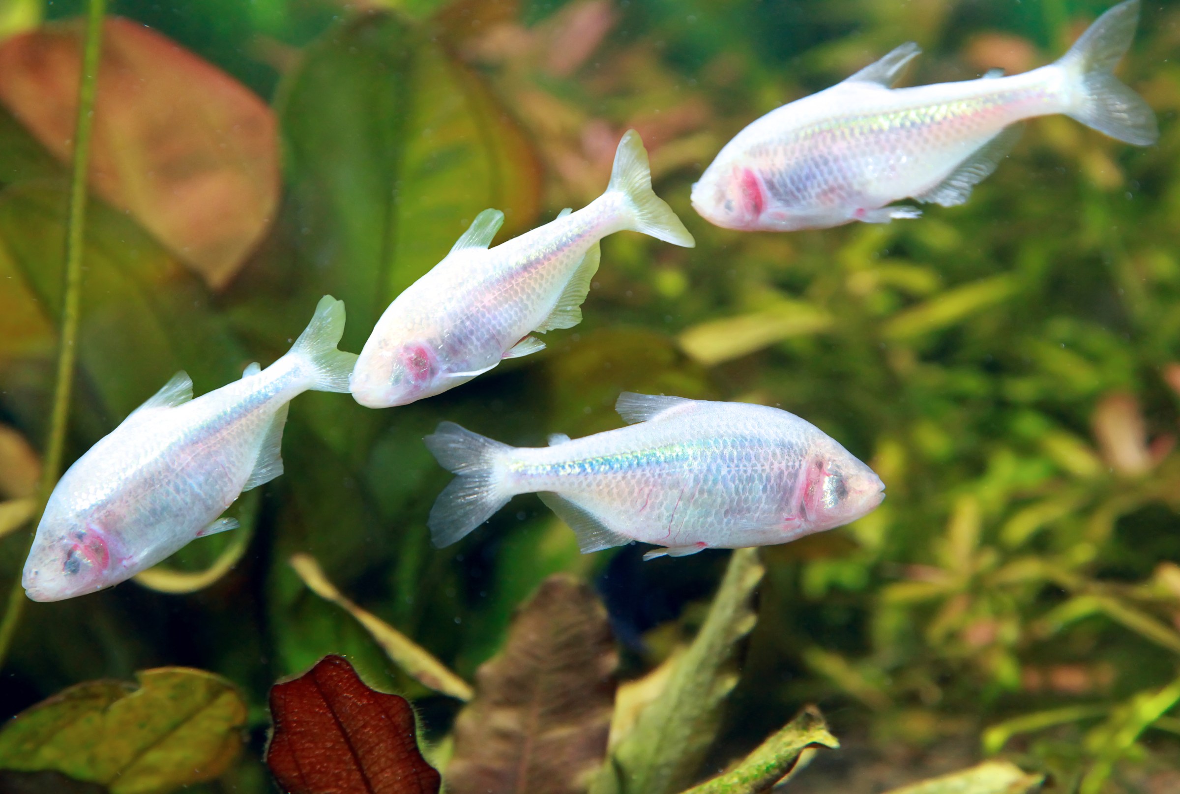A small school of pale, eyeless cave fish swims together in a planted aquarium, their white bodies and faint pink gill areas standing out against the green leaves in the background.