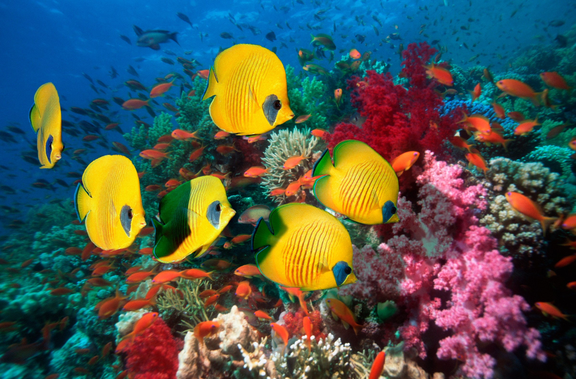 Six yellow masked butterflyfish with thin vertical stripes glide above a vibrant reef of pink and red soft corals in clear blue water