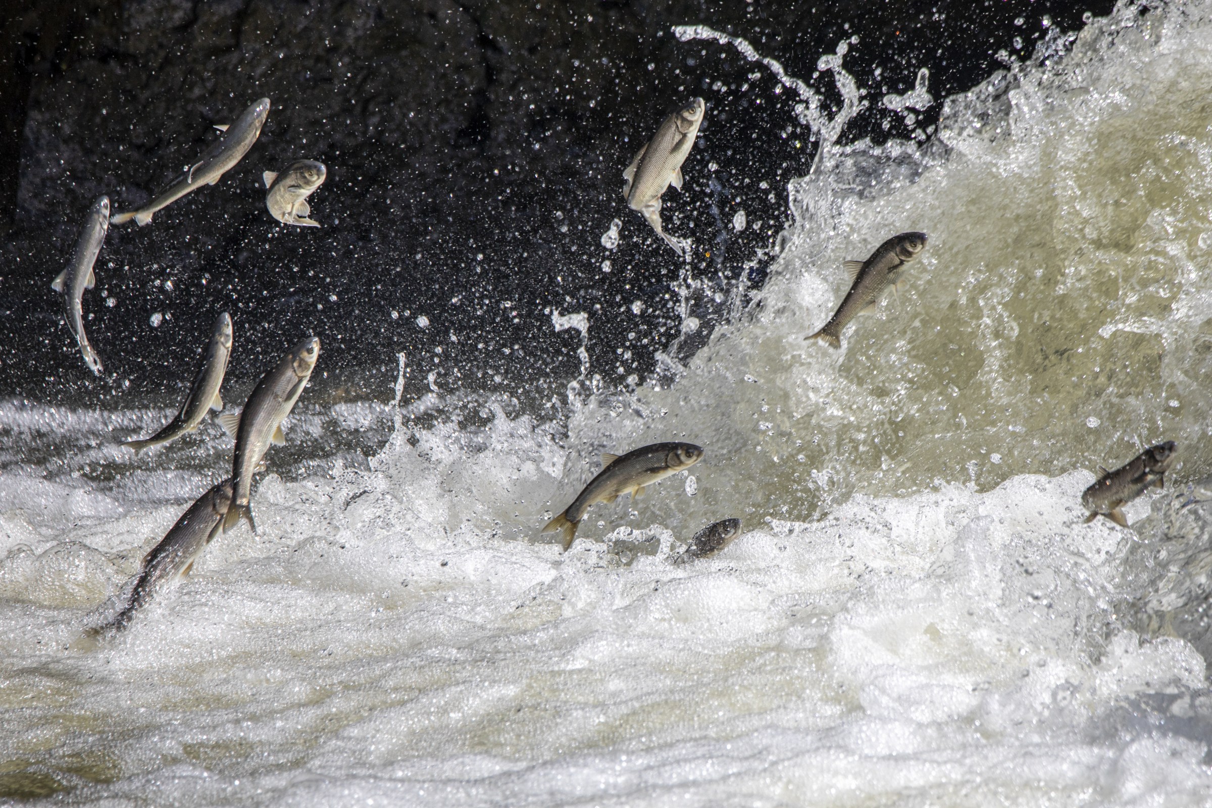 Several silver fish leap through foaming rapids at the base of a waterfall during an upstream migration.