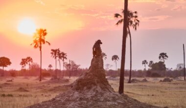 EU countries agree weakened 2040 climate goal and target for COP30  – POLITICO