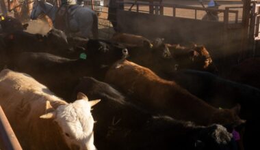 If you think beef is expensive now, just wait until next year when prices could soar nearly 60%