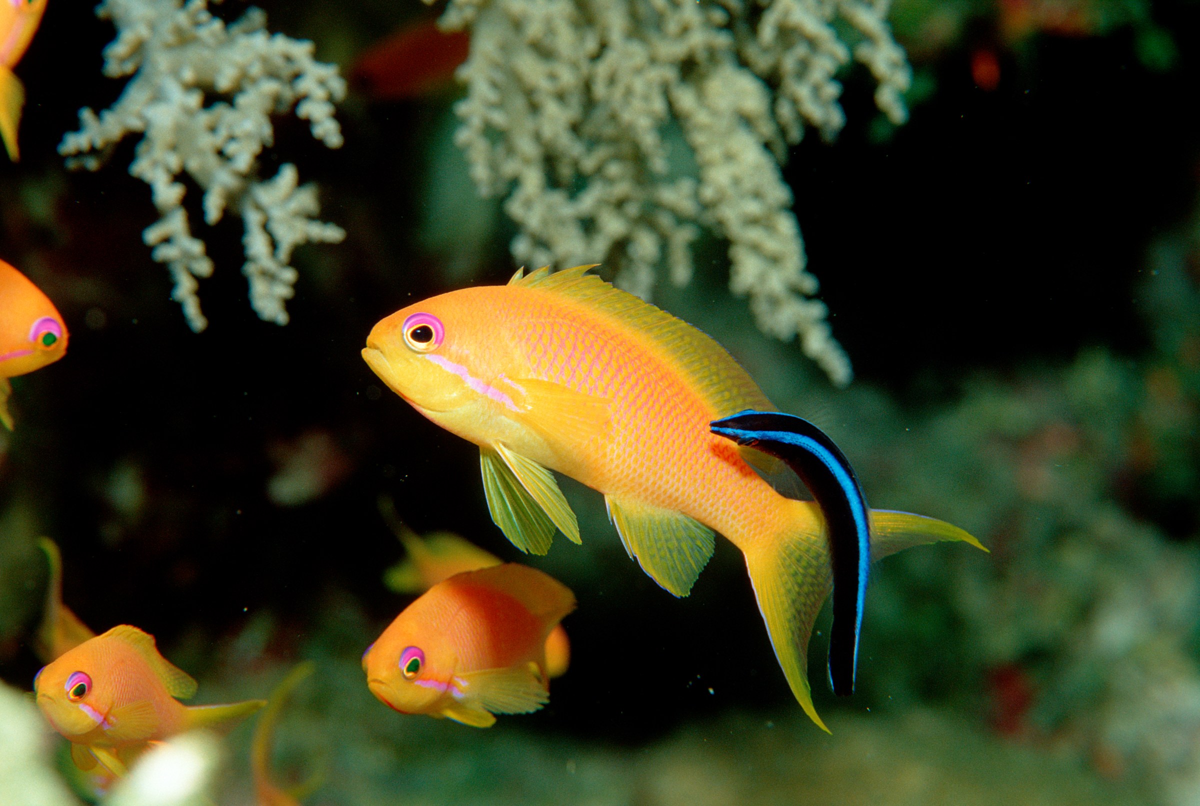 A vivid orange fish hovers over a coral reef as a slender black-and-blue fish glides along its side.