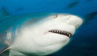 Shark kills woman, seriously injures man with her at beach in Australia