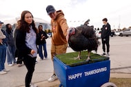 Cashton Barnes of Albuquerque (right) and his girlfriend Emma Reinsvold pet Tailgate Tom the...