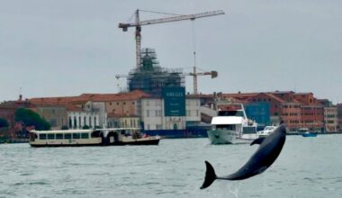 Venice’s acrobatic dolphin charms tourists, but his refusal to leave puts him in danger