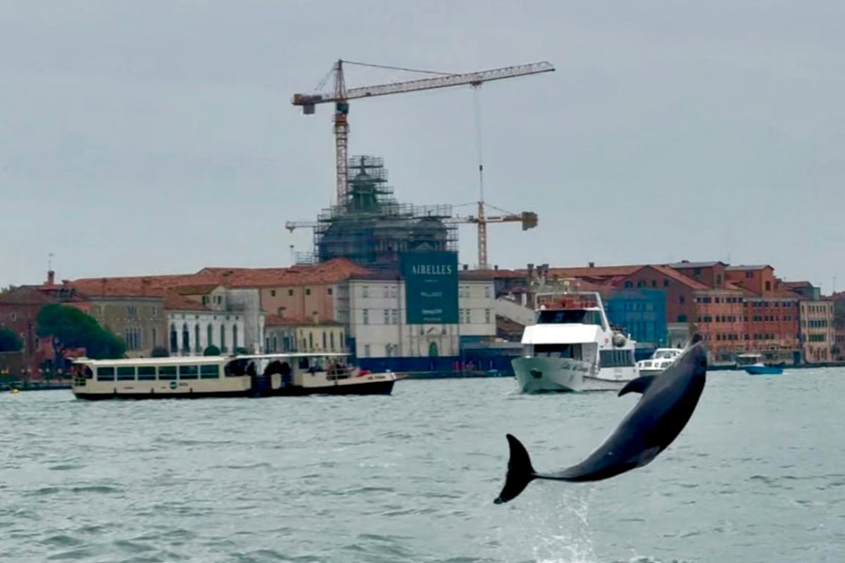 Venice’s acrobatic dolphin charms tourists, but his refusal to leave puts him in danger