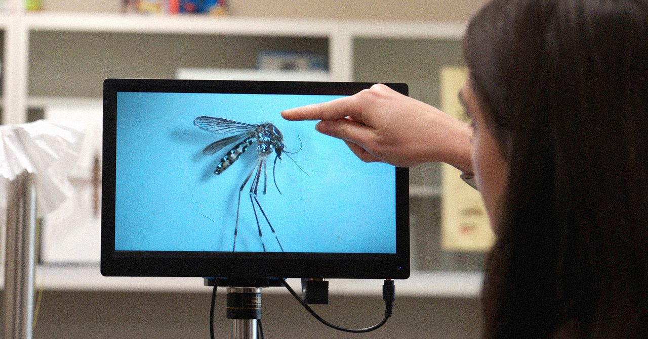 An Invasive Disease-Carrying Mosquito Has Spread to the Rocky Mountains