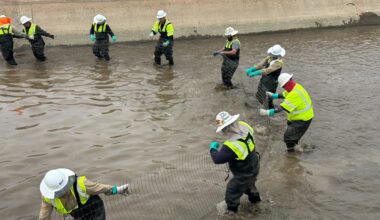 SRP launches “Southside Dry-Up”, relocating white amur fish and clearing Valley waterways for repair