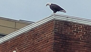 The Eagle has Landed in Petworth