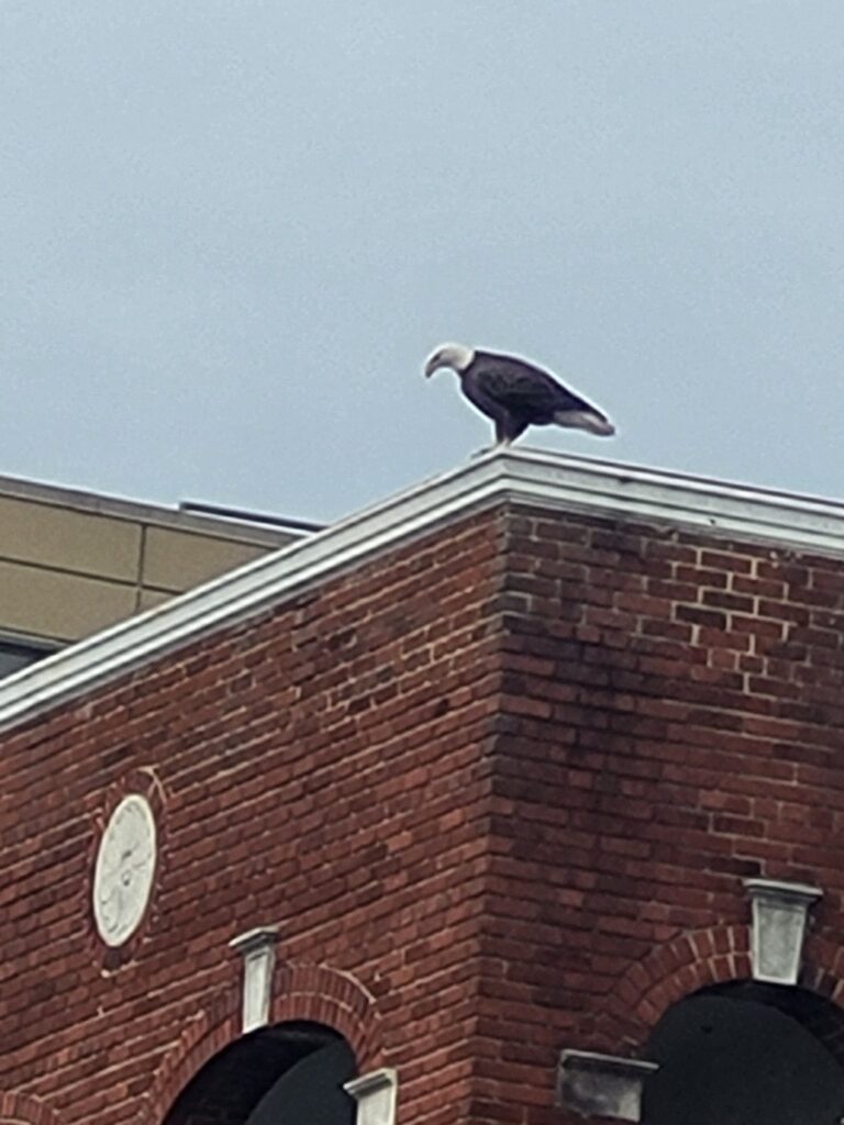 The Eagle has Landed in Petworth