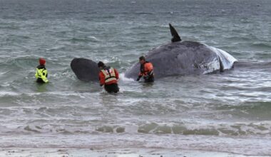 Nantucket Current | Sperm Whale Washes Up On Nantucket's North Shore