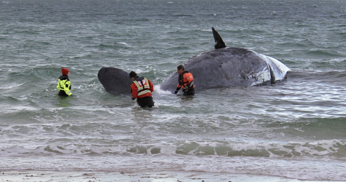 Nantucket Current | Sperm Whale Washes Up On Nantucket's North Shore