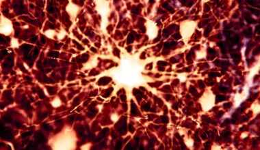 Scientists Found 2 Existing Drugs Can Reverse Alzheimer's Brain Damage in Mice : ScienceAlert