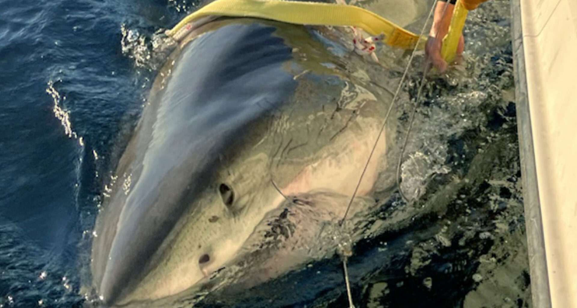 Largest male great white shark EVER on record spotted off the east coast