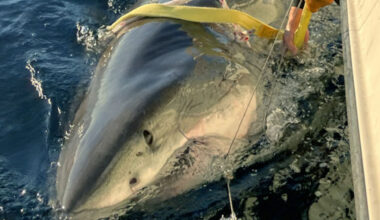 Largest male great white shark EVER on record spotted off the east coast