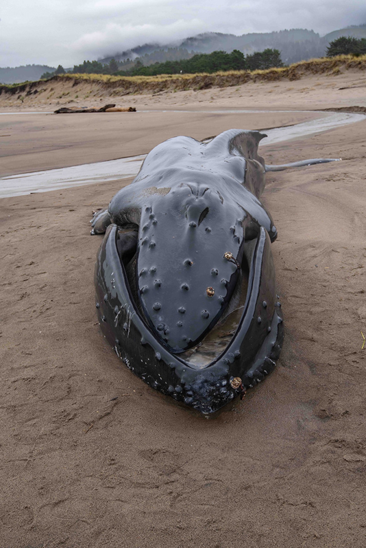 Starving humpback whale