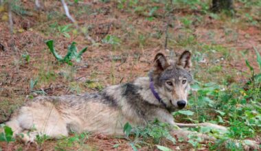 Should Endangered Species Act protect grizzlies and gray wolves? – Deseret News