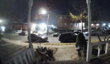 Watch: Fox makes itself at home on Staten Island front porch