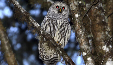 Plan to kill half a million barred owls moves forward