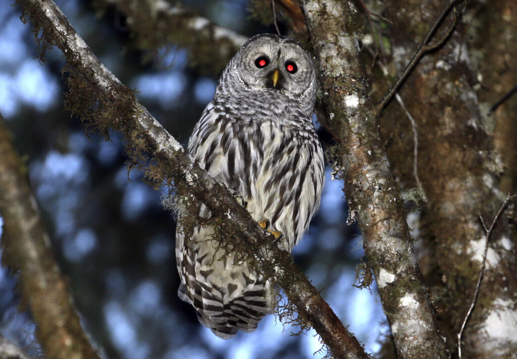 Plan to kill half a million barred owls moves forward