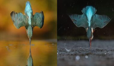 Two images side by side show a kingfisher diving straight into water with wings spread, once in daylight with a golden background and once at night with a dark, rainy scene.