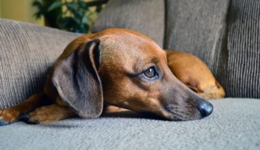 Want to foster a dachshund for the holidays?