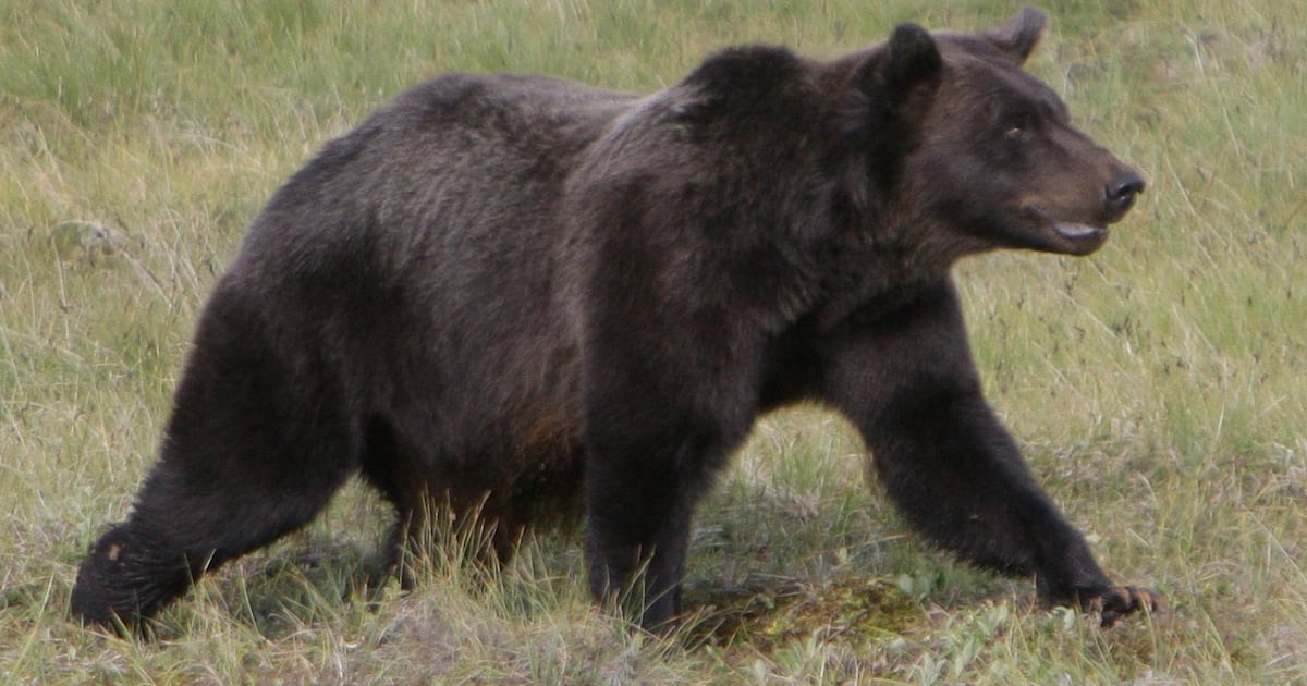 Canada issues major travel warnings for Japan after fatal bear attacks - CTV News