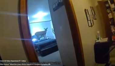 Deer breaks into South Dakota home