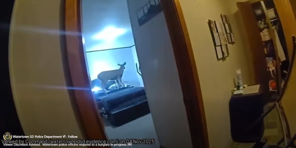 Deer breaks into South Dakota home
