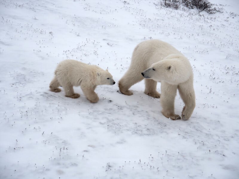 A polar bear and its cub walk together across a snowy landscape. The adult glances back at the cub, while small plants poke through the snow around them.